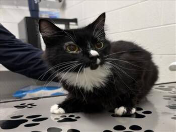 SUNDAY -  Domestic Short Hair Cat for Adoption in Derwood, Maryland - SUNDAY | PetCurious