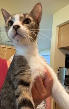Frankie -  Domestic Short Hair Cat for Adoption in New Braunfels, Texas - Frankie | PetCurious