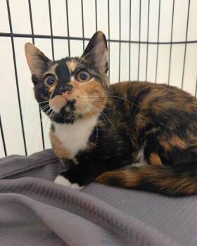 Domestic Short Hair Cats Available for Adoption in Novato, California - Maeve | PetCurious