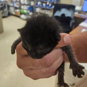 Domestic Short Hair Cats Available for Adoption in Lake Panasoffkee, Florida - SCFL-Stray-65996 | PetCurious