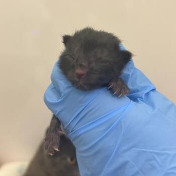 Domestic Short Hair Cats Available for Adoption in Charleston, West Virginia - Flat White | PetCurious