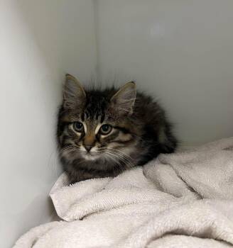 ARLO -  Domestic Medium Hair Cat for Adoption in Delson, Quebec - ARLO | PetCurious