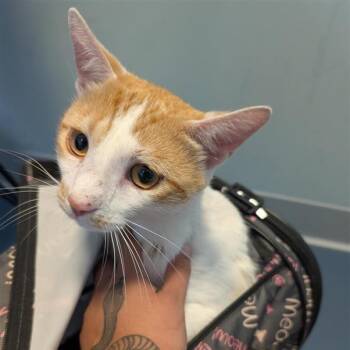 Winter -  Domestic Short Hair Cat for Adoption in Greensboro, North Carolina - Winter | PetCurious