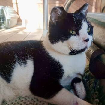 Domestic Short Hair Cats Available for Adoption - Gator | PetCurious