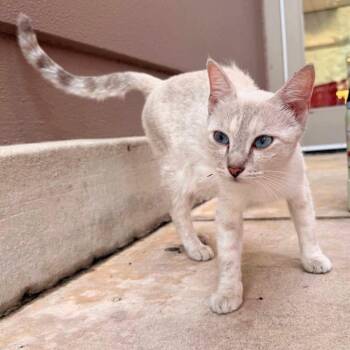 Sandy Tarjay -  Siamese Cat for Adoption in New Braunfels, Texas - Sandy Tarjay | PetCurious