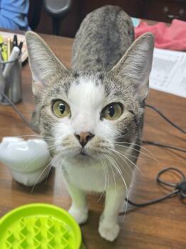 Rescue Domestic Short Hair Cats for Adoption in Mansfield, Texas - Minnie | PetCurious