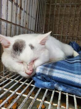 Rescue Domestic Short Hair Cats for Adoption in Zimmerman, Minnesota - Dewey | PetCurious