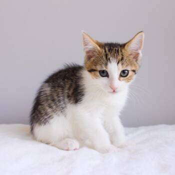 Petal -  Domestic Short Hair Cat Available for Adoption in Wayne, New Jersey - Petal | PetCurious