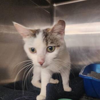 Domestic Short Hair Cats Available for Adoption in Evensville, Tennessee - Winnie | PetCurious