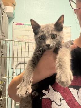 Eclair -  Domestic Short Hair Cat for Adoption in Cape Coral, Florida - Eclair | PetCurious