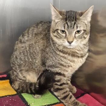 Domestic Short Hair Cats Available for Adoption in Spokane, Washington - Athena | PetCurious