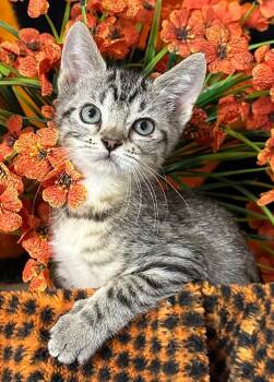 (VR) 5/4/26 String Bean -  Domestic Short Hair Cat for Adoption in Stillwater, Oklahoma - (VR) 5/4/26 String Bean | PetCurious