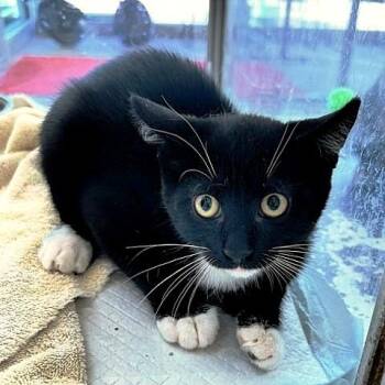 Zeo -  Domestic Short Hair Cat for Adoption in Millcreek, Utah - Zeo | PetCurious