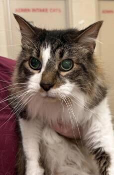 Hook -  Domestic Long Hair and Domestic Short Hair Cat for Adoption in Fishers, Indiana - Hook | PetCurious