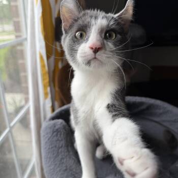 Rico - cuddle buddy -  Domestic Short Hair Cat for Adoption in South Lyon, Michigan - Rico - Cuddle Buddy | PetCurious