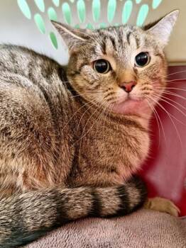 Domestic Short Hair Cats Available for Adoption - Kiki | PetCurious