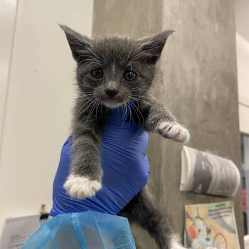 Domestic Short Hair Cats Available for Adoption in Los Angeles, California - Hepburn | PetCurious