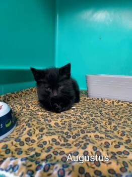 Domestic Short Hair Cats Available for Adoption in Pine Grove, Pennsylvania - Augusta | PetCurious