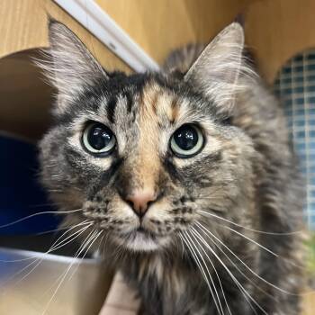 Abby -  Domestic Long Hair Cat for Adoption in Manhattan, Kansas - Abby | PetCurious