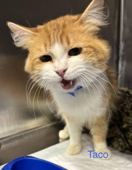 Tabby Cats Available for Adoption in Las Vegas, Nevada - Taco | PetCurious