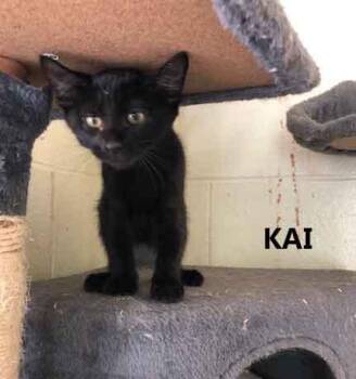 Kai -  Domestic Short Hair Cat for Adoption in Washington, Georgia - Kai | PetCurious