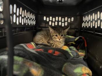 A1922198 -  Domestic Short Hair Cat for Adoption in Thousand Palms, California - A1922198 | PetCurious