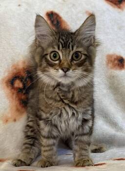Samson Seibold -  Domestic Short Hair Cat for Adoption in Kansas City, Missouri - Samson Seibold | PetCurious