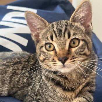 Rescue Domestic Short Hair Cats for Adoption in Los Angeles, California - Lucy | PetCurious
