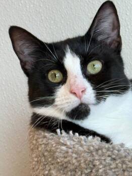 Tilda -  Domestic Short Hair Cat for Adoption in Dalton, Georgia - Tilda | PetCurious