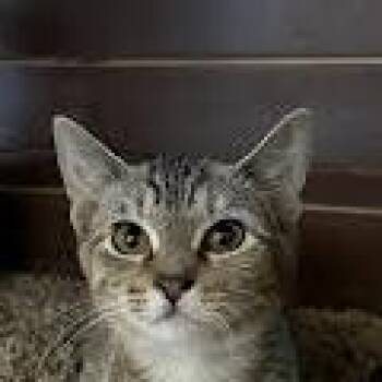 Kodiak -  Domestic Short Hair Cat for Adoption in Bentonville, Arkansas - Kodiak | PetCurious