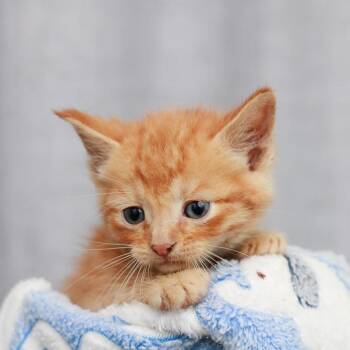 Domestic Short Hair Cats Available for Adoption in Hattiesburg, Mississippi - Horizontal | PetCurious