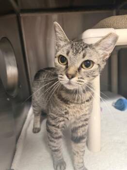 Root Beer -  Domestic Short Hair Cat for Adoption in Chico, California - Root Beer | PetCurious