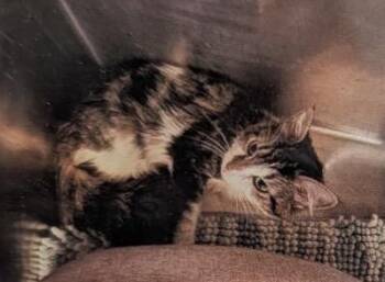 Hot Pants -  Domestic Long Hair and Domestic Short Hair Cat for Adoption in Daytona Beach, Florida - Hot Pants | PetCurious