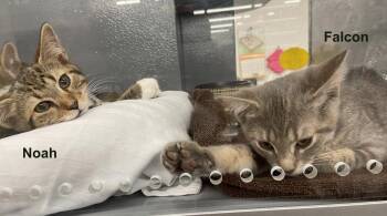 Noah (FCID# 04/29/2026 - 42 West Chester PS) C -  Tabby Cat for Adoption in Greenville, Delaware - Noah (FCID# 04/29/2026 - 42 West Chester PS) C | PetCurious