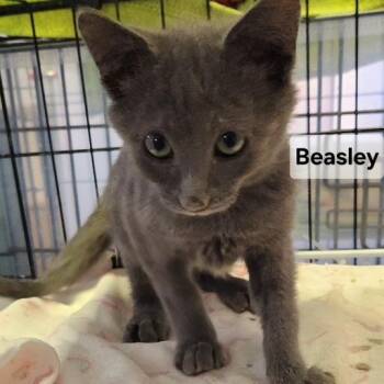 B-Beasley -  Domestic Short Hair Cat for Adoption in Arizona City, Arizona - B-Beasley | PetCurious