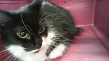 CLYDELL -  Domestic Long Hair Cat for Adoption in Charlotte, North Carolina - CLYDELL | PetCurious