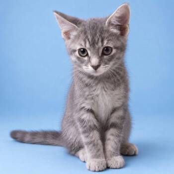 Tiger (and Princess) (Need Foster Home) -  Domestic Short Hair and Tabby Cat for Adoption in Arlington, Virginia - Tiger (and Princess) (Need Foster Home) | PetCurious