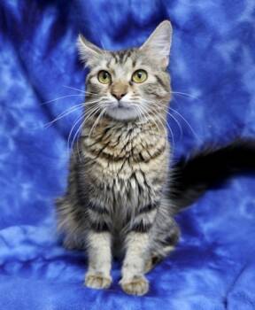 Rescue Domestic Medium Hair and Domestic Short Hair Cats for Adoption in Hastings, Minnesota - Sweetie | PetCurious