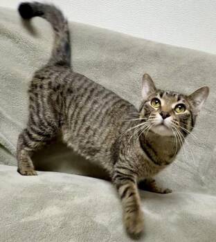 Domestic Short Hair Cats Available for Adoption - China | PetCurious