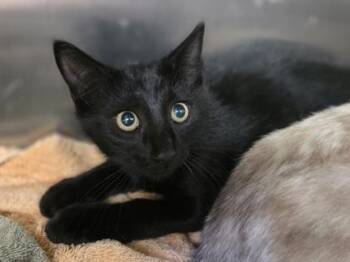 Bread -  Domestic Short Hair Cat for Adoption in Westland, Michigan - Bread | PetCurious