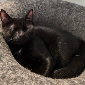 Rescue Domestic Short Hair Cats for Adoption in Richmond, Virginia - Smudgey Moo | PetCurious