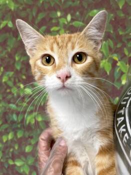 Rescue Domestic Short Hair Cats for Adoption in San Antonio, Texas - Mr. Crowley | PetCurious