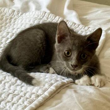 Storm -  Domestic Short Hair Cat for Adoption in NEW PT RICHEY, Florida - Storm | PetCurious