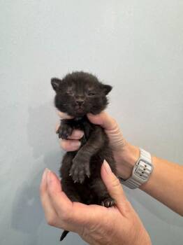 Tucker -  Domestic Short Hair Cat for Adoption in Lunenburg, Vermont - Tucker | PetCurious
