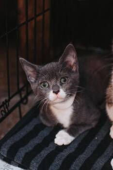 92755A Ozzy Osbourne -  Domestic Short Hair Cat for Adoption in North Charleston, South Carolina - 92755A Ozzy Osbourne | PetCurious