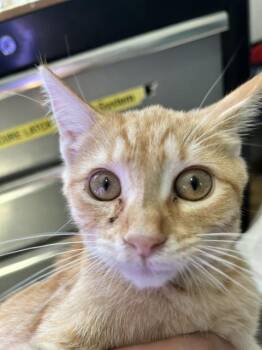 Annika -  Domestic Short Hair Cat for Adoption in Dayton, Minnesota - Annika | PetCurious