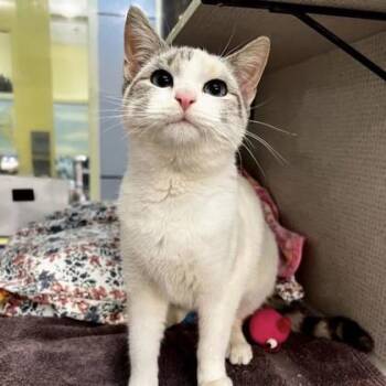 Arctic Fox -  Domestic Short Hair Cat for Adoption in Richmond, Virginia - Arctic Fox | PetCurious