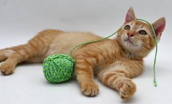 Domestic Short Hair Cats Available for Adoption in Elmsford, New York - Beauregard - Available 5/16 | PetCurious