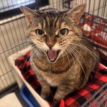 Domestic Short Hair Cats Available for Adoption in Rocky Mount, Virginia - Bahama Mama | PetCurious