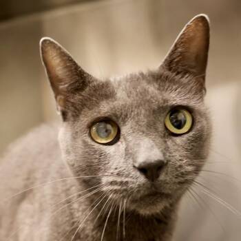 Mirth -  Domestic Short Hair Cat for Adoption in Briarcliff Manor, New York - Mirth | PetCurious